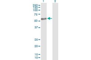 Western Blot analysis of NR6A1 expression in transfected 293T cell line by NR6A1 MaxPab polyclonal antibody. (NR6A1 antibody  (AA 1-475))