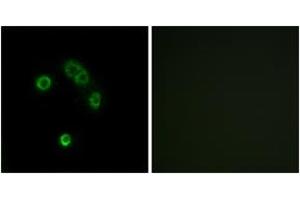 Immunofluorescence analysis of MCF7 cells, using TAS2R13 Antibody. (TAS2R13 antibody  (AA 123-172))