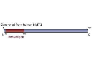 Image no. 3 for anti-N-Myristoyltransferase 2 (NMT2) (AA 10-119) antibody (ABIN968466)