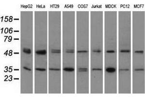 Western blot analysis of extracts (35 µg) from 9 different cell lines by using anti-PRKAR2A monoclonal antibody. (PRKAR2A antibody)