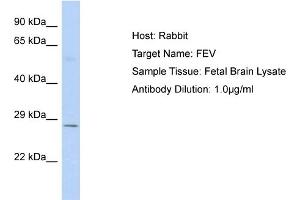 Host: Rabbit Target Name: FEV Sample Type: Fetal Brain lysates Antibody Dilution: 1. (FEV antibody  (C-Term))