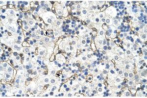 Human Liver (SLC39A5 antibody  (N-Term))
