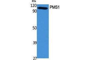 Western Blot (WB) analysis of specific cells using PMS1 Polyclonal Antibody. (PMS1 antibody  (Internal Region))
