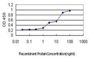 Detection limit for recombinant GST tagged YWHAG is approximately 0. (14-3-3 gamma antibody  (AA 70-169))