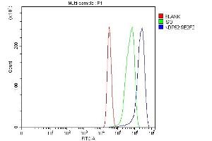 anti-Calcium Binding and Coiled-Coil Domain 2 (CALCOCO2) (AA 1-446) antibody