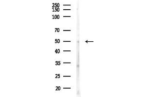anti-SH3-Domain GRB2-Like Endophilin B2 (SH3GLB2) (C-Term) antibody