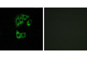 Peptide - +Western blot analysis of extracts from HT-29 cells, using GIMAP2 antibody. (GIMAP2 antibody  (Internal Region))