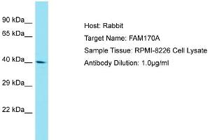 Host: Rabbit Target Name: FAM170A Sample Tissue: Human RPMI-8226 Whole Cell Antibody Dilution: 1ug/ml (FAM170A antibody  (C-Term))
