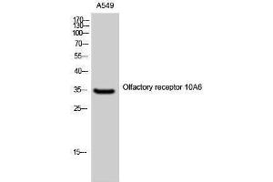 Western Blotting (WB) image for anti-Olfactory Receptor, Family 10, Subfamily A, Member 6 (OR10A6) (C-Term) antibody (ABIN3186000) (OR10A6 antibody  (C-Term))