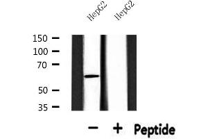 Western blot analysis of extracts from HepG2, using SGOL1 Antibody. (Shugoshin antibody  (N-Term))