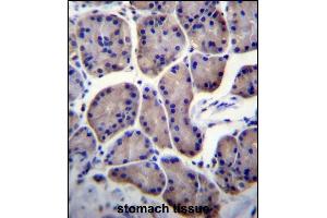 RPL23 Antibody (Center) (ABIN656509 and ABIN2845780) immunohistochemistry analysis in formalin fixed and paraffin embedded human stomach tissue followed by peroxidase conjugation of the secondary antibody and DAB staining. (RPL23 antibody  (AA 49-78))