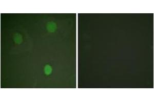 Immunofluorescence (IF) image for anti-Myc Proto-Oncogene protein (MYC) (AA 31-80) antibody (ABIN2888572) (c-MYC antibody  (AA 31-80))