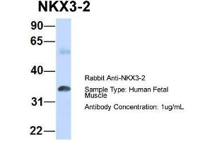 Host: Rabbit Target Name: NKX3-2 Sample Type: Human Fetal Muscle Antibody Dilution: 1. (NKX3-2 antibody  (N-Term))