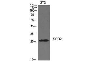 Western Blotting (WB) image for anti-Superoxide Dismutase 2, Mitochondrial (SOD2) (Internal Region) antibody (ABIN3181428) (SOD2 antibody  (Internal Region))