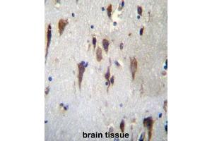 PCDH7 Antibdy (C-term) immunohistochemistry analysis in formalin fixed and paraffin embedded human brain tissue followed by peroxidase conjugation of the secondary antibody and DAB staining. (PCDH7 antibody  (C-Term))