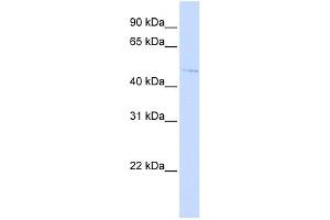 C16ORF58 antibody used at 1 ug/ml to detect target protein. (C16orf58 antibody  (N-Term))