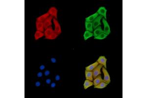 ABIN7095773 and ABIN7099835 staining Hela cells by IF/ICC.