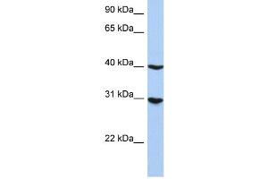 WB Suggested Anti-IRF1 Antibody Titration: 0. (IRF1 antibody  (N-Term))