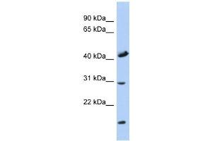 COX18 antibody used at 1 ug/ml to detect target protein. (COX18 antibody)