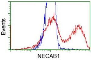 HEK293T cells transfected with either RC209704 overexpress plasmid (Red) or empty vector control plasmid (Blue) were immunostained by anti-NECAB1 antibody (ABIN2454319), and then analyzed by flow cytometry. (NECAB1 antibody)