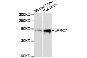 Western blot analysis of extracts of various cell lines, using LRRC7 antibody (ABIN6290577) at 1:3000 dilution.