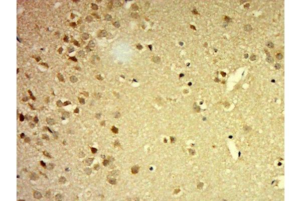 PCDHb4 antibody  (AA 251-350)
