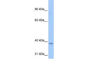 WB Suggested Anti-NSUN3 Antibody Titration:  0. (NSUN3 antibody  (C-Term))