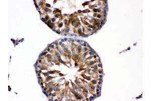 Anti- EDNRB Picoband antibody, IHC(P) IHC(P): Rat Testis Tissue