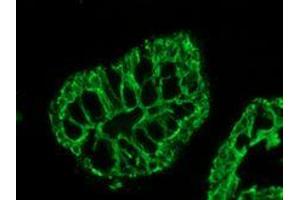 Cytokeratin 20 immunofluorescence staining of human colon epithelium. (KRT20 antibody)