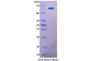 SDS-PAGE analysis of Dog COL1A2 Protein. (COL1A2 Protein)