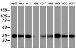 Image no. 2 for anti-Proteasome Subunit alpha 6 (PSMA6) antibody (ABIN1500466) (PSMA6 antibody)