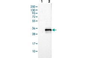 Western blot analysis of Lane 1: Negative control (vector only transfected HEK293T lysate), Lane 2: Over-expression Lysate (Co-expressed with a C-terminal myc-DDK tag (~3. (POLR3GL antibody)