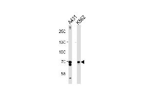 PTGS1 Antibody (C-term) (ABIN1882120 and ABIN2839444) western blot analysis in A431,K562 cell line lysates (35 μg/lane). (PTGS1 antibody  (C-Term))