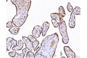 IHC analysis of PP11/ENDOU using anti-PP11/ENDOU antibody (ABIN7600552). (ENDOU antibody  (AA 20-386))