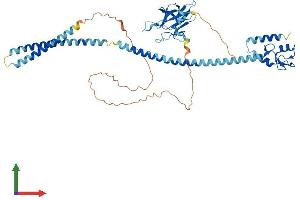 AlphaFold protein structure predicition of Mouse Recombinant Rnf8 Protein, UniprotID Q8VC56 (RNF8 Protein (AA 1-488) (His tag))