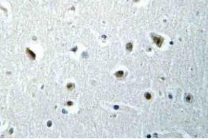 Immunohistochemistry (IHC) analyzes of POLR2E antibody in paraffin-embedded human brain tissue. (POLR2E antibody)