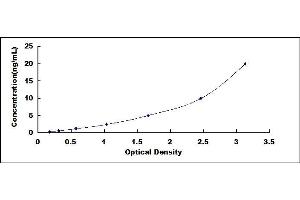 Typical standard curve (TUBB3 ELISA Kit)