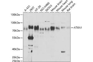 Western blot analysis of extracts of various cell lines, using  antibody (ABIN6127400, ABIN6137363, ABIN6137364 and ABIN6221810) at 1:1000 dilution. (Ataxin 1 antibody  (AA 586-815))