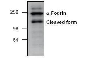 Image no. 1 for anti-Spectrin alpha Chain, Brain (SPTAN1) antibody (ABIN127066)