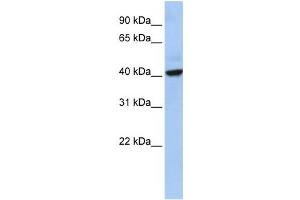 Western Blotting (WB) image for anti-THAP Domain Containing 5 (THAP5) antibody (ABIN2459673)