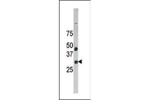 Western blot analysis of anti-NuBI-1 Pab (ABIN388613 and ABIN2838142) in HepG2 cell line lysate. (GAS41 antibody  (N-Term))