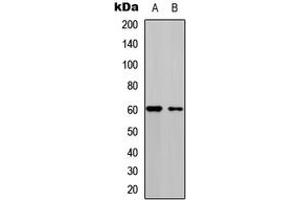 Western blot analysis of CDC25C (pS216) expression in HEK293T (A), A549 (B) whole cell lysates.