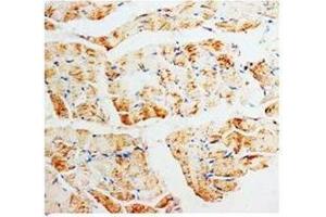 Immunohistochemical analysis of paraffin embedded rat skeletal muscle sections, staining PMVK in cytoplasm, DAB chromeric reaction (PMVK antibody  (Middle Region))