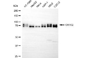 Western blotting analysis using CRTC2 antibody (ABIN7798166).