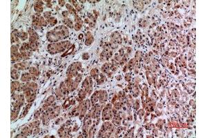 Immunohistochemistry (IHC) analysis of paraffin-embedded Human Pancreas, antibody was diluted at 1:100.