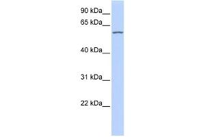 WB Suggested Anti-RBPJL Antibody Titration:  0. (RBPJL antibody  (Middle Region))