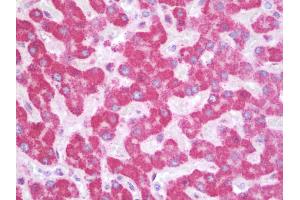 Anti-SIK1 / MSK antibody IHC staining of human liver. (SIK1 antibody  (AA 567-597))