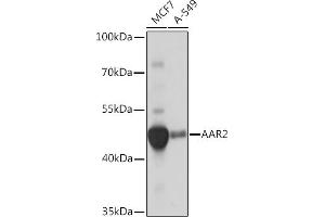 Western blot analysis of extracts of various cell lines, using  Rabbit pAb (ABIN7266380) at 1:1000 dilution.