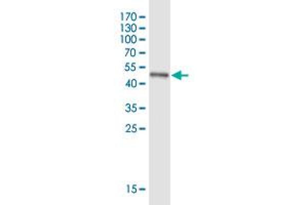SPAG16 antibody  (AA 1-183)