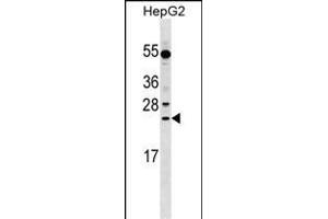 LRRC29 Antibody (N-term) (ABIN1539296 and ABIN2849306) western blot analysis in HepG2 cell line lysates (35 μg/lane). (LRRC29 antibody  (N-Term))